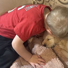 Golden Retriever Puppies from Ginn’s Golden Retrievers