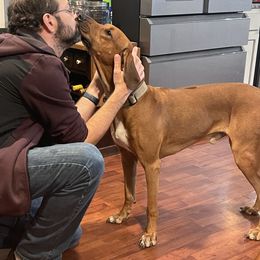 Na - Rhodesian Ridgeback