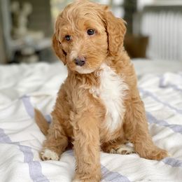 Goldendoodle Puppies from Glittering Grace Goldendoodles