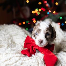 Aussiedoodle and Australian Mountain Doodle Puppies from Farmstead Doodles