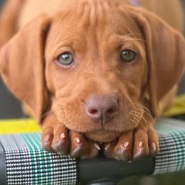 Sis's boy - Golden rust male Vizsla puppy in Boaz, Alabama from MountainTop Vizslas