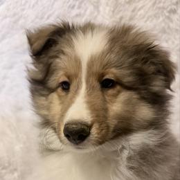 Female 1 - Sable and white female Shetland Sheepdog puppy in Hobbs, New Mexico from Kailyn Shelties