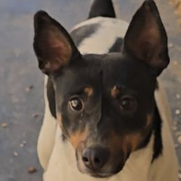 Skittles - Rat Terrier