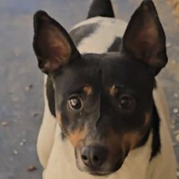 Skittles - Rat Terrier