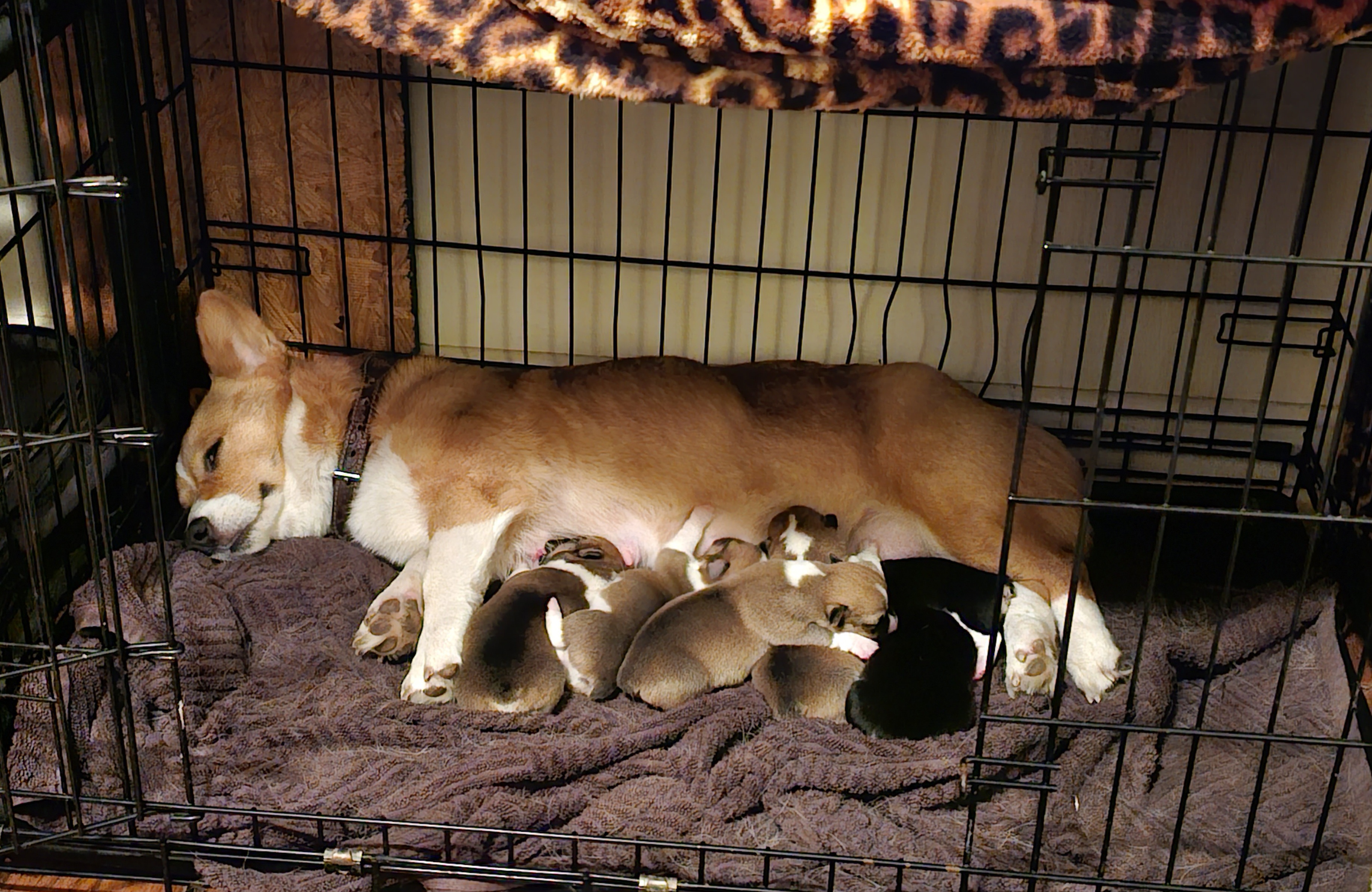 Pembroke Welsh Corgi puppies from H2 Puppies