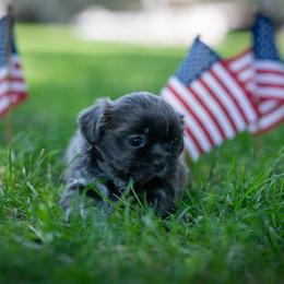 Lilac - Lilac female Shih Tzu puppy in Montrose, Colorado from Nana's Happy Pups