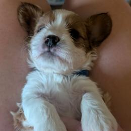 Blue - Blenheim male Cavapoo puppy in Newport, North Carolina from Crystal Coast Cavapoodles