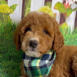 Shake - Red  male Goldendoodle puppy in Pocasset, Massachusetts from Mini Goldendoodles of Cape Cod