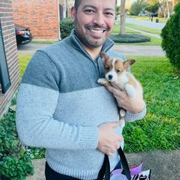 American Corgi and Pembroke Welsh Corgi Puppies from Rainbow Corgis