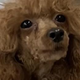 Poodles from Furbaby Blessing AKC Toy Poodles