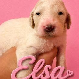 Elsa - White female Poodle puppy in Washington, Pennsylvania from Patriotic Poodles