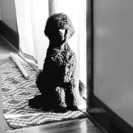 Poodle Puppies from Celeto Standard & Miniature Poodles