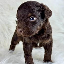 RPM10 - Red phantom male Aussiedoodle puppy in Prague, Oklahoma from Classic K9’s  Aussies & Doodles