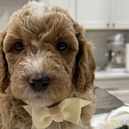 Bernedoodles and Goldendoodles from Rose canyon doodles