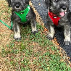 Standard Schnauzer Puppies from Songbird Standard Schnauzers