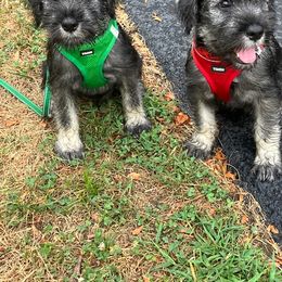 Standard Schnauzer Puppies from Songbird Standard Schnauzers