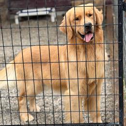Banjo - Golden male Golden Retriever puppy in Saint Pauls, North Carolina from Copperfield’s Goldens