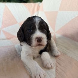 Lill - Liver and white female Springerdoodle puppy in Dundee, Ohio from Evalina Miller's Spaniels