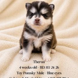 Theron - Chocolate male Pomsky puppy in Lincoln, Nebraska from Blue Heaven Pomsky
