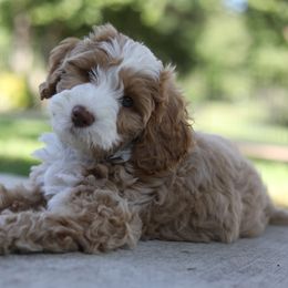 Australian Labradoodle Puppies from Majestic Labradoodles