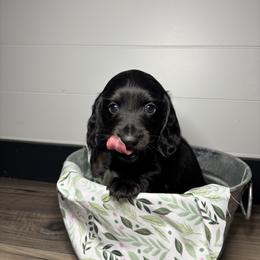 Dachshund, Shih Tzu, and Yorkshire Terrier Puppies from Happy Hounds and More🐾