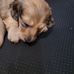 Red boy - Cream male Dachshund puppy in Sour Lake, Texas from Rigdon's dachshunds