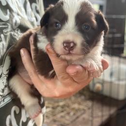 Lexi - White and red female Border Collie puppy in North Lakeport, California from Wild Rose Ranch
