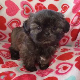 Special - Red female Shih Tzu puppy in Sulpher Springs, Texas from Pams Precious Shih Tzus