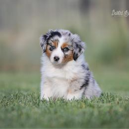 Glacier - Blue merle male Australian Shepherd puppy in Herriman, Utah from Painted Blue Aussies