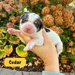 Cedar - Brown and white male Bernedoodle puppy in Midland, Michigan from Northern Charm Farm