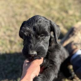 Pick female - Black female Giant Schnauzer puppy in Bois D’arc, Missouri from Down Low Kennels