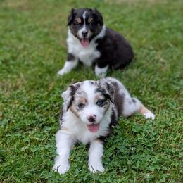 Paddles - Blue merle female Australian Shepherd puppy in Rhode Island from Ocean Cliff Aussies