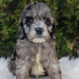 Kentucky - Merle male Cockapoo puppy in Salt Lake City, Utah from Utah Cocker Spaniels