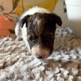 Bellwether - White black and tan female Wire Fox Terrier puppy in Liberty, Kentucky from A day in the life of a wire fox terrier