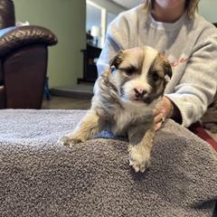 Boy 4 - male Icelandic Sheepdog puppy in Roseville, Ohio from Caradoc Kennel
