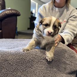 Boy 4 - male Icelandic Sheepdog puppy in Roseville, Ohio from Caradoc Kennel