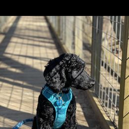 Aussiedoodle, Bernedoodle, and Poodle Puppies from Megan’s Spoiled Standards