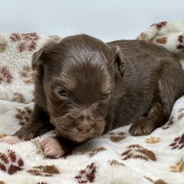 Aussiedoodle, Bordoodle, and Goldendoodle Puppies from Korbella Farm