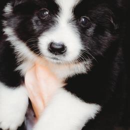 Thane - Black tri-color male Australian Shepherd puppy in Austin, Texas from Sweetwater Australian Shepherds