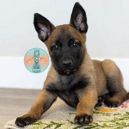 Orange Collar - Fawn Belgian Malinois puppy in Fredonia, Arizona from Zion Malinois