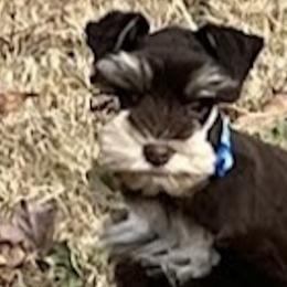 Miniature Schnauzers from Schnauzers of Blue Ridge