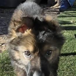 Boy 1 - Sable male German Shepherd puppy in Ann Arbor, Michigan from Von Der Havier German Shepherds