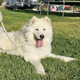 Roma - Samoyed