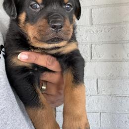 Male Puppy - Black and mahogany male Rottweiler puppy in Humble, Texas from Inexorable Haus Early Rotts