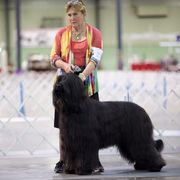 Briard Puppies from Sendero Briards