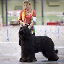 Briard Puppies from Sendero Briards