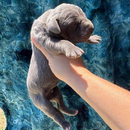 Cobalt - Blue male Great Dane puppy in Rosharon, Texas from Parker's Great Danes