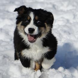 Domino - Black tri-color female Australian Shepherd puppy in Holmesville, Ohio from Coffee Run Spring at Miller Farms