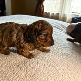 Alex - Red male Dachshund puppy in Hobart, Indiana from Cogsworth Cromwell Dachshunds of NW Indiana
