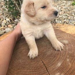 Goldendoodle, Labradoodle, and Aussiedoodle Puppies from West Doodles and Retrievers